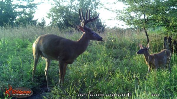 Trail Cam Photo